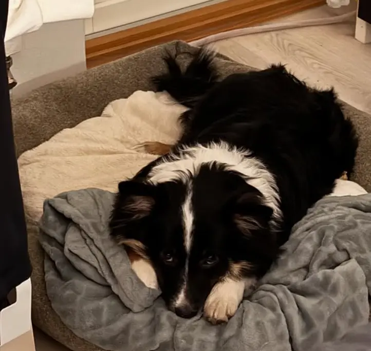 Mörkö lepäämässä